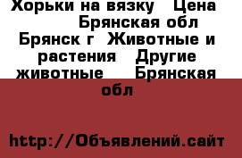 Хорьки на вязку › Цена ­ 1 000 - Брянская обл., Брянск г. Животные и растения » Другие животные   . Брянская обл.